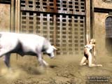 The Bull Dancer